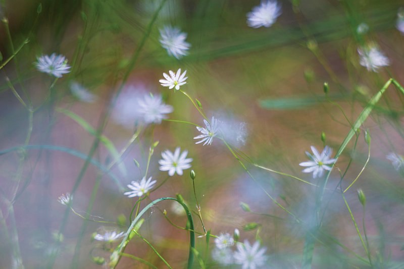 cvijeće, priroda, anđeli