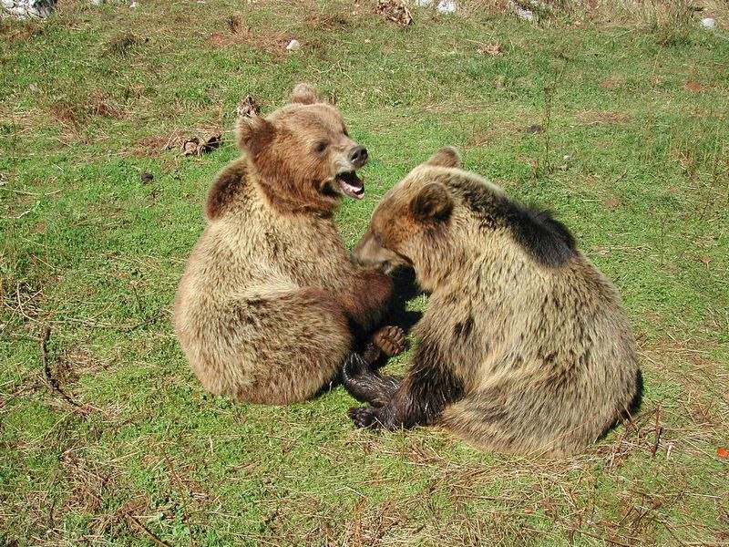 BEARS PLAYING IN THE GRASS