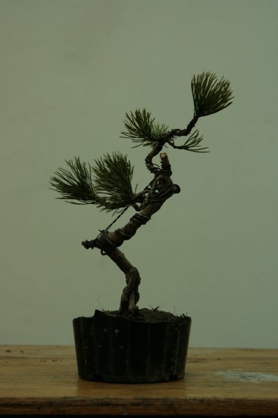 bonsai
