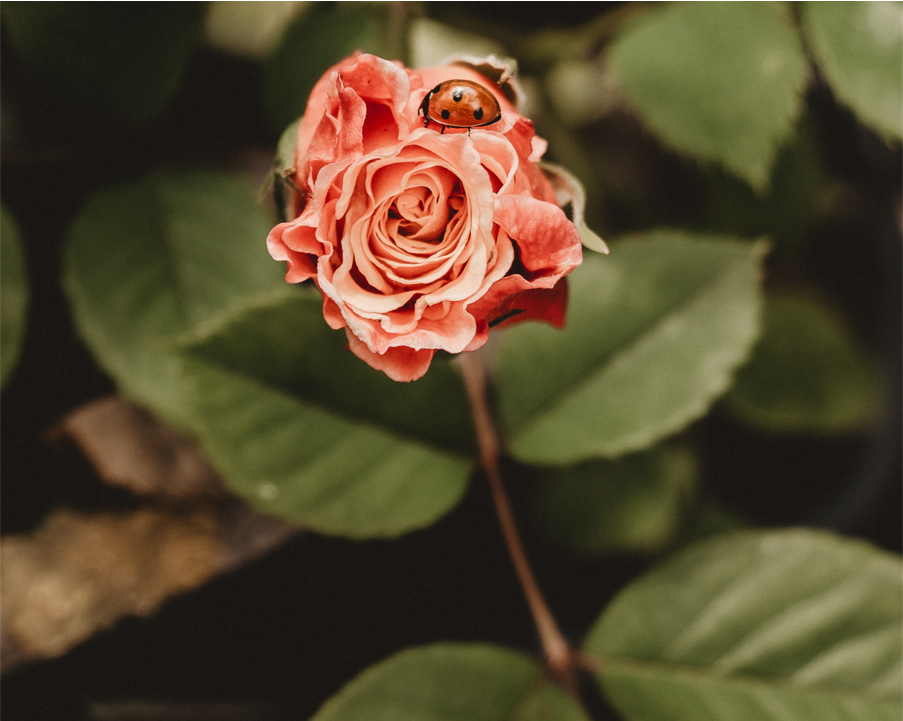 Test osobnosti znate li prepoznati sreću