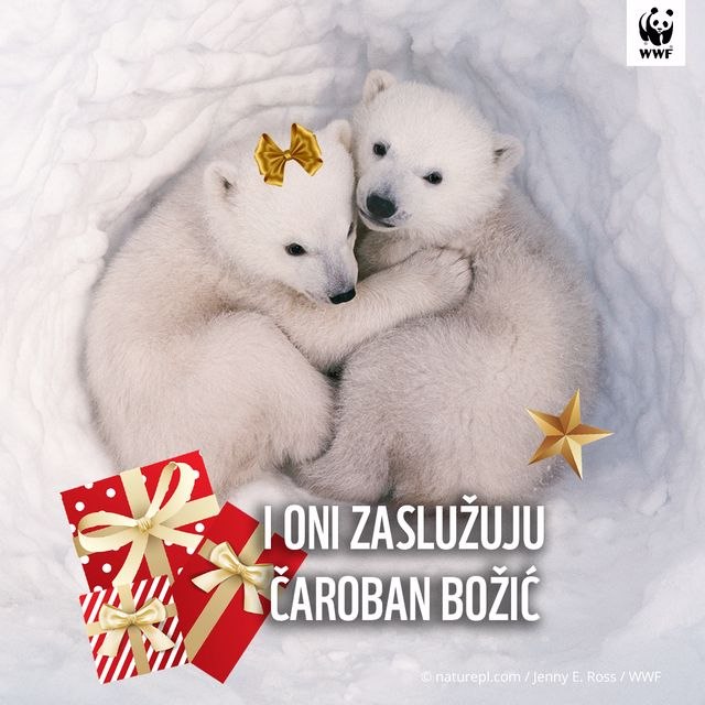 polarne bebe Bozic (1)_640x640.jpg