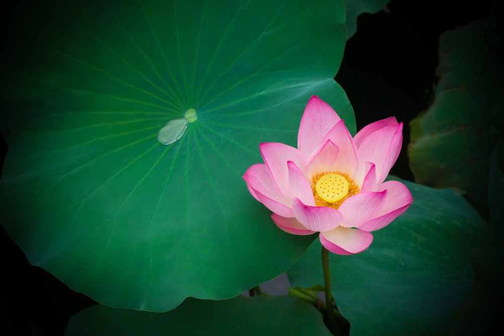 Dubravkin mindful dnevnik