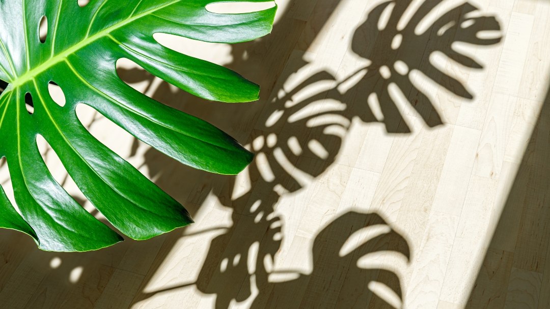 5 biljaka koje donose nesreću prema feng shuiju