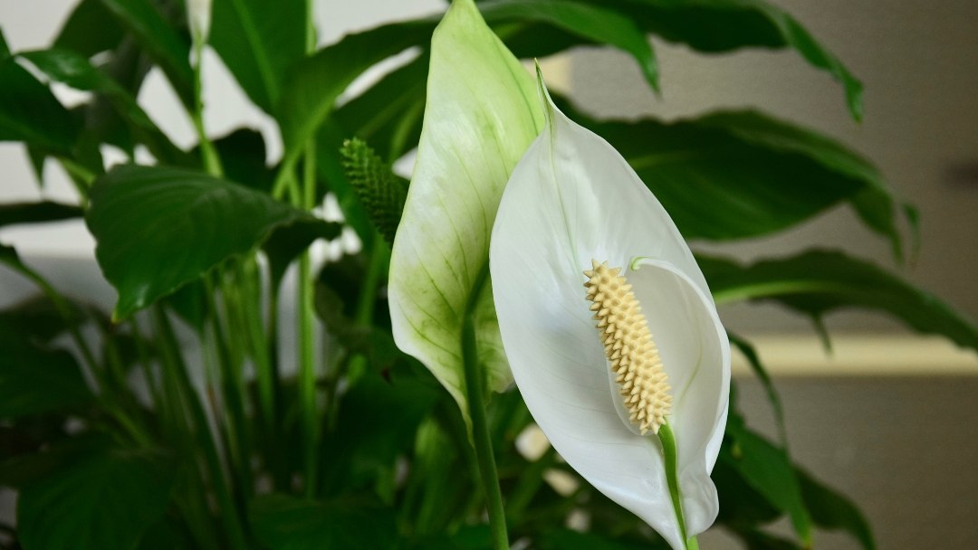 Kako da biljka ženska sreća procvjeta