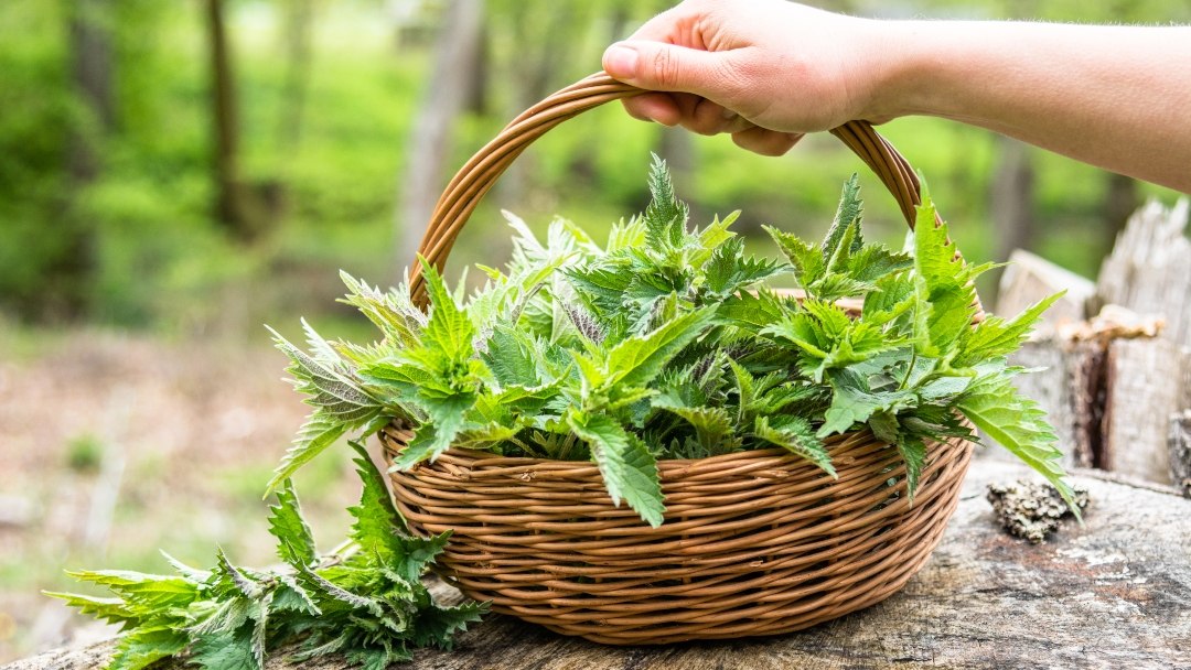 Kako napraviti ekološko gnojivo od koprive