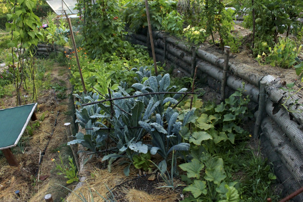 gredica lisnati kelj.jpg