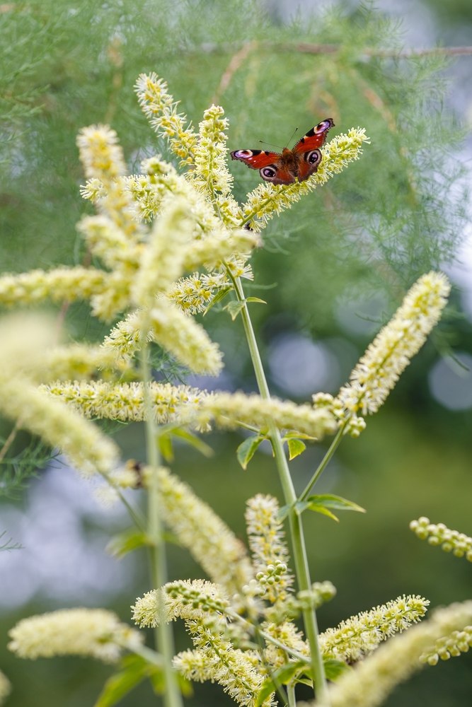 Actaea racemosa