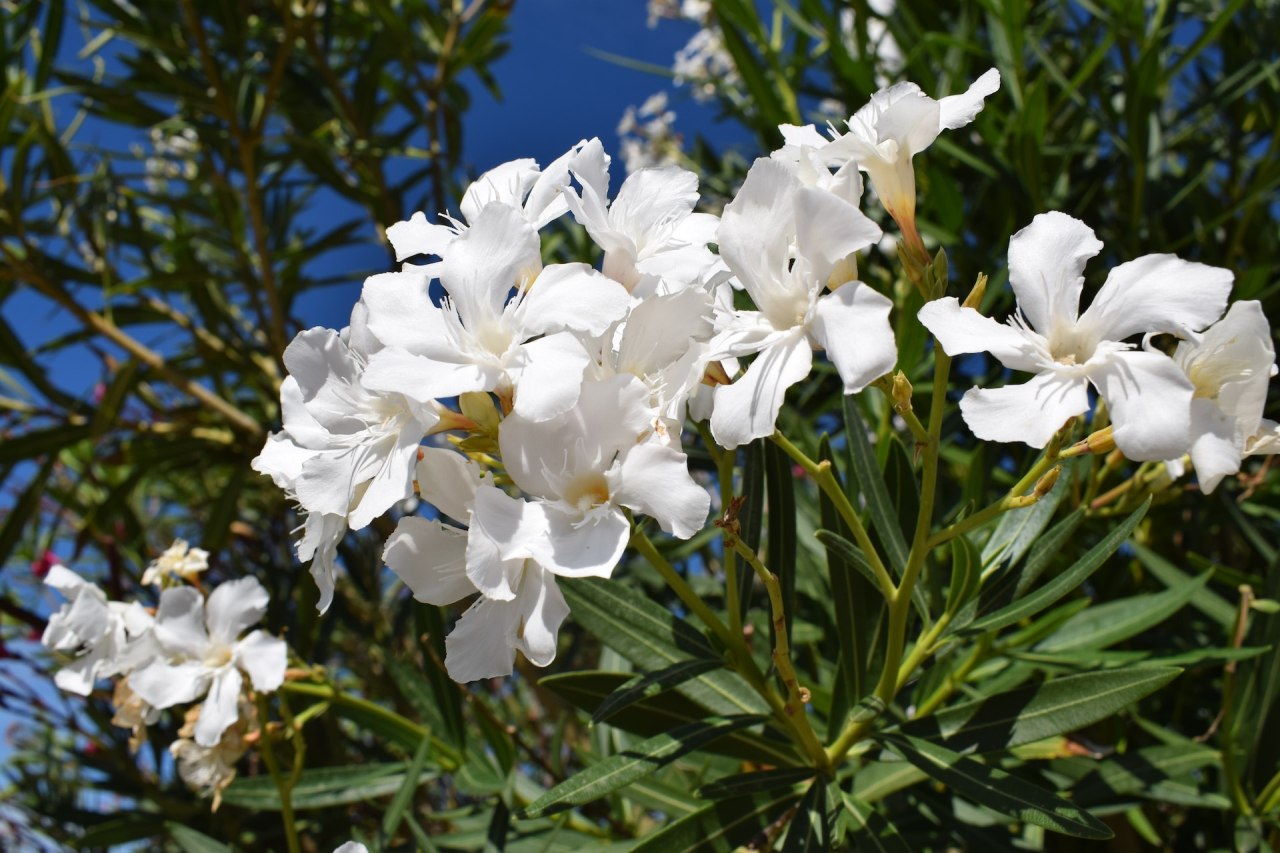 oleander