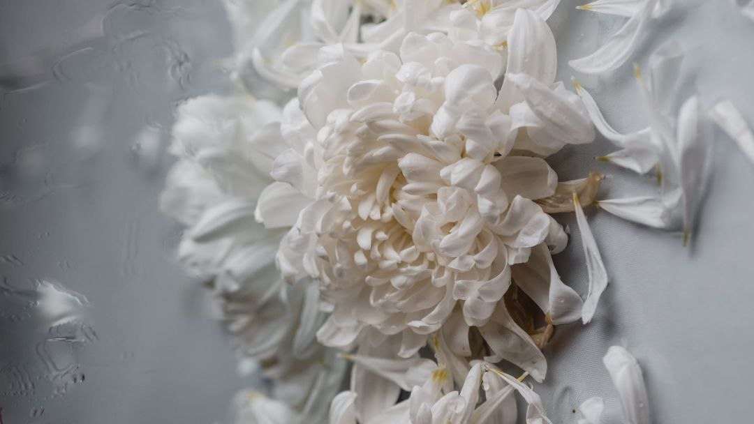 krizantema značenje.jpg