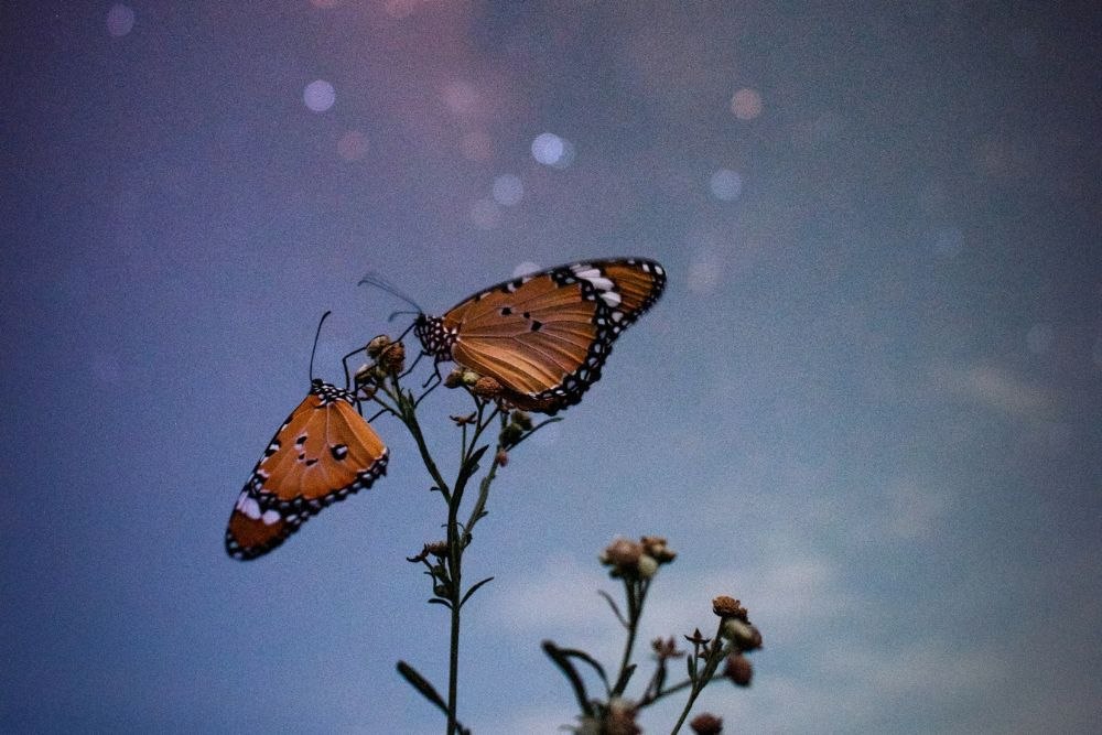 Sensa dnevni horoskop