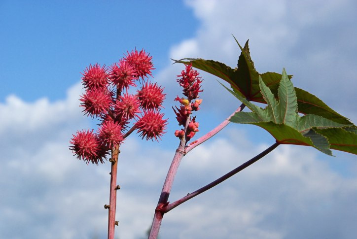 ricinus