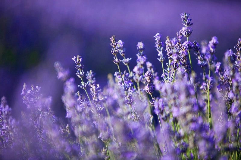 lavanda