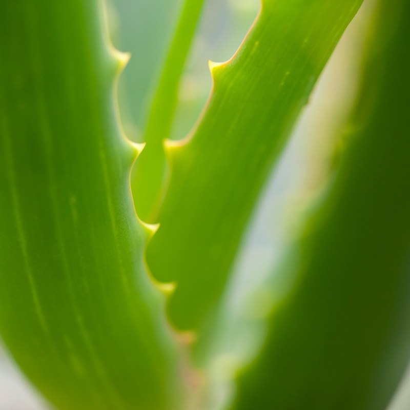 aloe vera