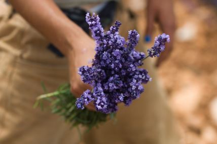 lavanda