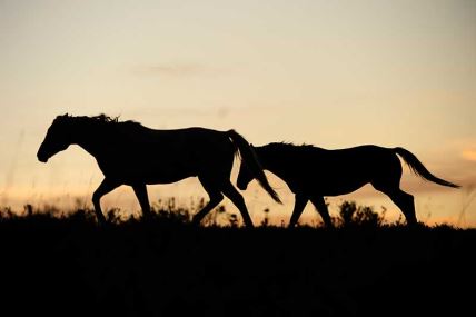 Konji zalazak sunca