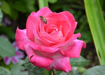 ruža pčela
