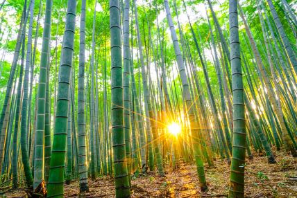 bambus šuma sunce