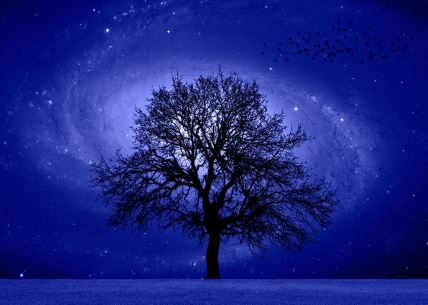 stablo zvijezde noć
