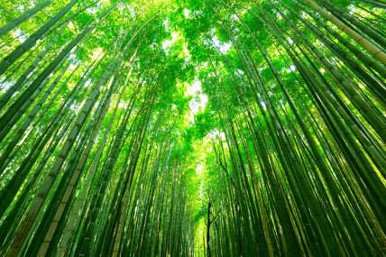 kineski bambus