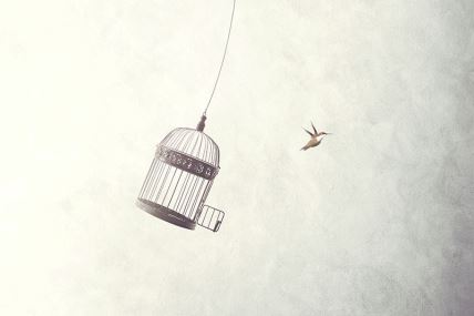 sloboda ptica kavez