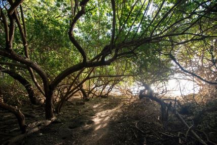 mangrove drvo priroda