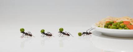 mravi u domu