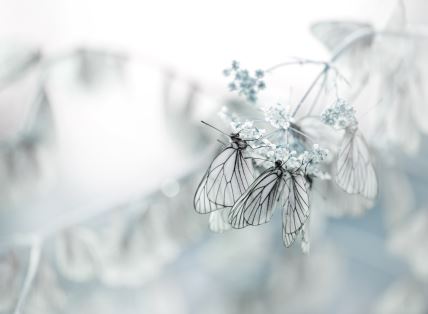 Tjedni horoskop od 6 do 12 prosinca 2021