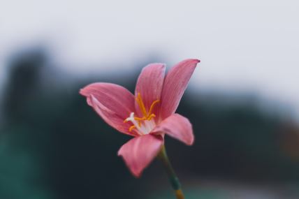 cvijet