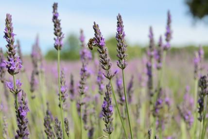 lavanda