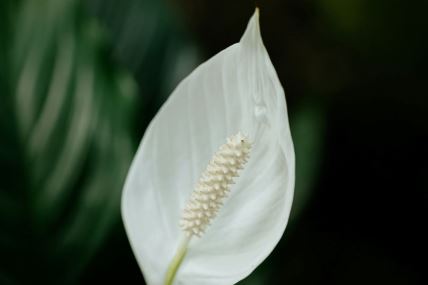 Spathiphyllum