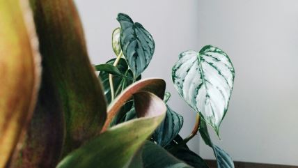 Philodendron