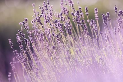 lavanda