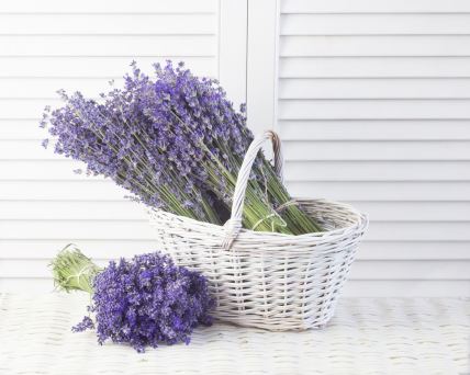 lavanda protiv stresa.jpg