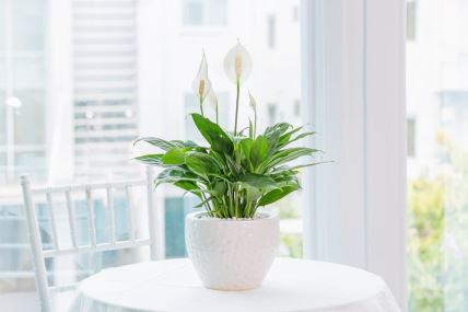 Spathiphyllum