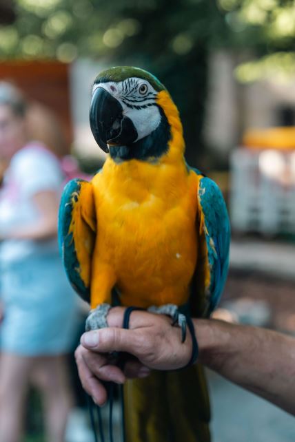 Pablo