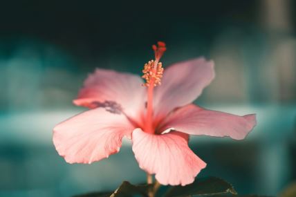 hibiskus