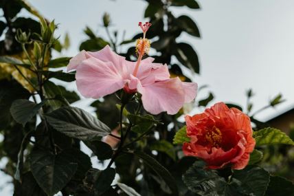 hibiskus