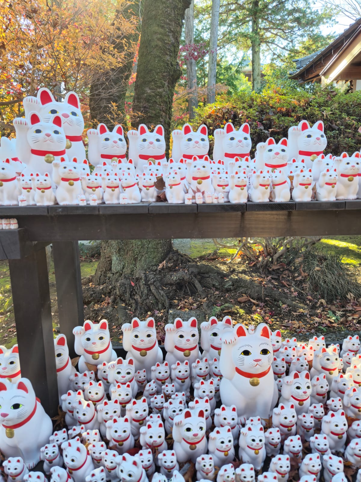 WhatsApp Image 2025-01-04 at 12.37.07.jpeg