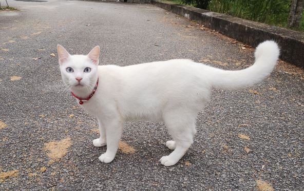 Bijela mačka.jpg