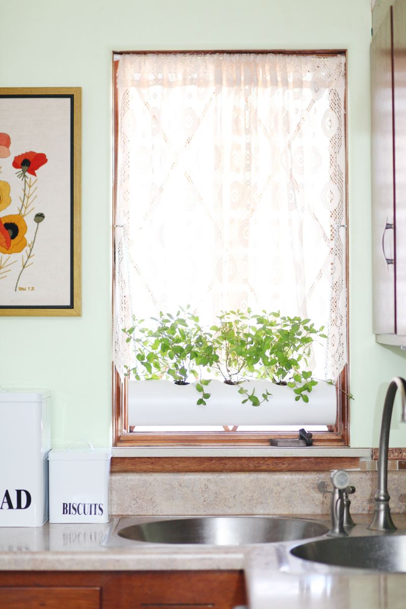 Mandy Johnson diy biljke 10