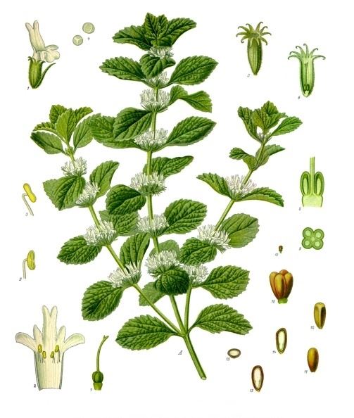marulja