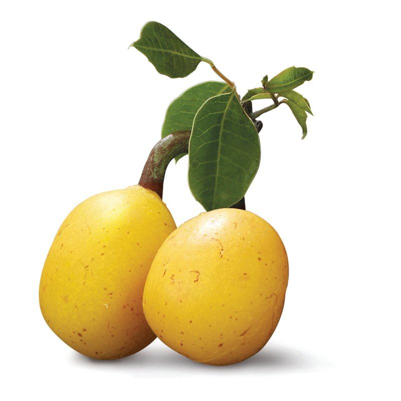 marula
