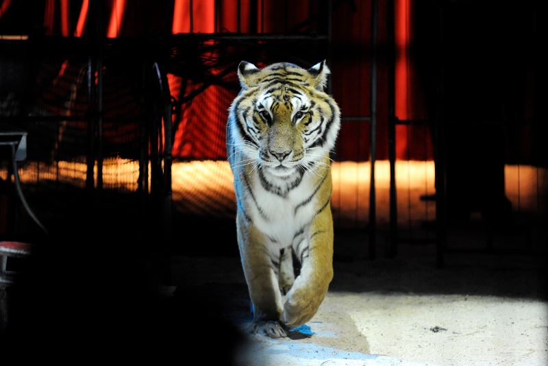 tigar