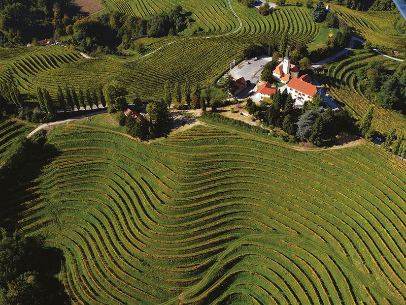 Vinograd-Ormož