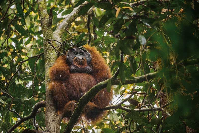 NG orangutani