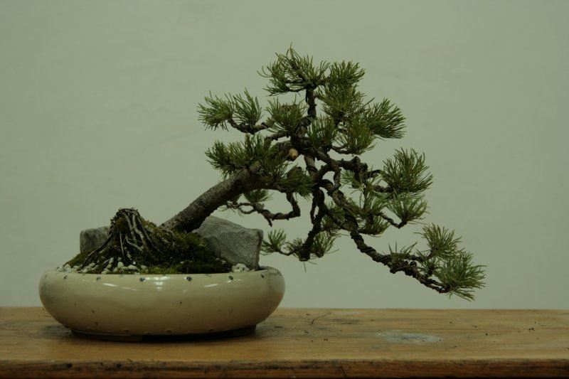 bonsai