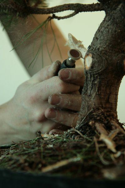 bonsai
