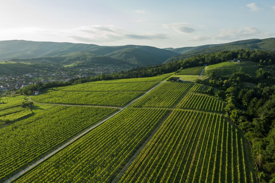Vinogradarski položaj vinarije Kutjevo.jpg