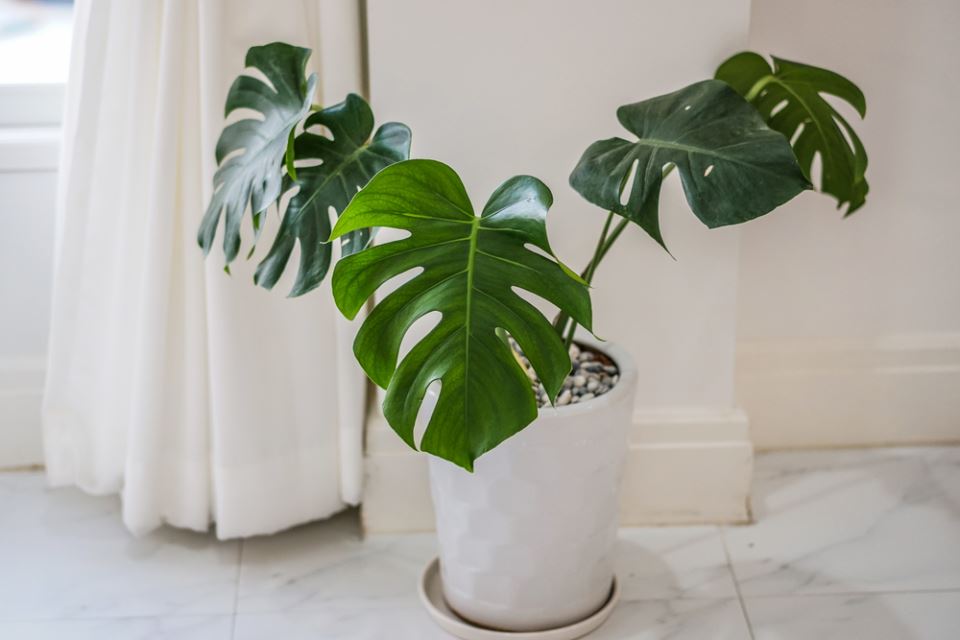 Filodendron