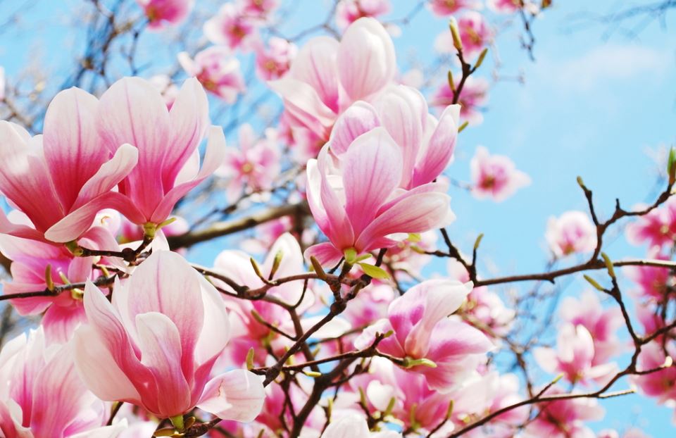magnolija